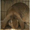 巨型兔子活体公羊兔苗纯种肉兔巨兔比利时野兔新西兰肉兔苗公羊兔