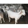 白山羊黑山羊种公羊活体怀孕母羊波尔山羊杜泊羊黑山羊白山羊技术