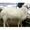 纯种小尾寒羊黑白头杜泊羊萨福克羊活体种公羊母羊头胎受孕羊羔羊