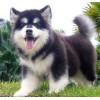 武汉犬舍 出售纯种大骨架阿拉斯加犬幼犬 保证纯种健康 拒绝病狗