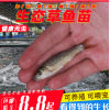 草鱼苗淡水螺丝青鱼苗养殖宠物食用小活体一斤观赏龙鱼鳄龟饲料鱼